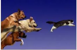 Pursuit  - A chase or a quest for something.