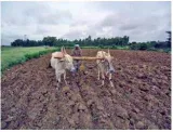 Examining farm loan waivers