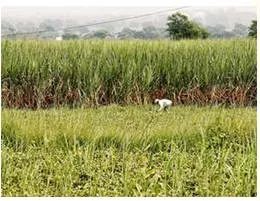 Agrarian  - Relating to the land, especially the use of land for farming.