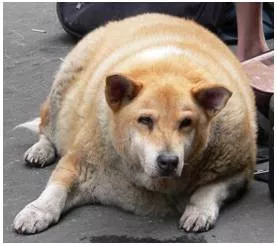 Ponderous  - Slow and clumsy because of great weight.