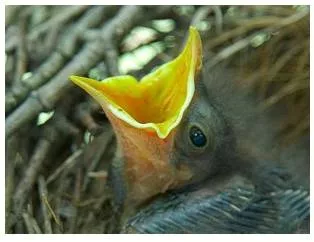 Fledgling  - Meaning: Young and inexperienced.