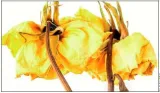 And it was all yellow