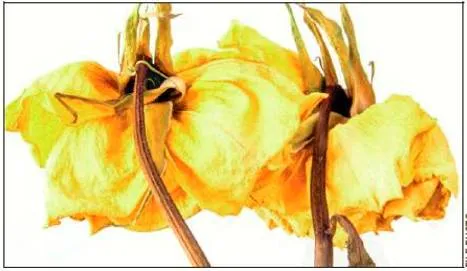 And it was all yellow