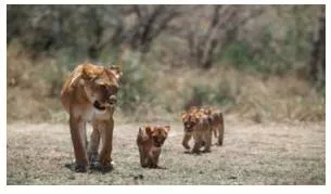 Progeny  - Meaning: a descendant or the descendants of a person, animal, or plant.
