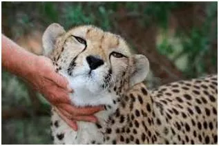 Tamely - Meaning: In a tame or docile manner.