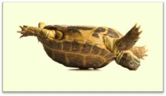 Upend  - Meaning: set or turn (something) on its end or upside down.