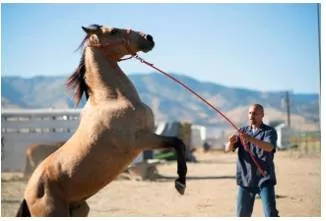 Tame  - Meaning: make less powerful and easier to control.