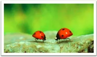 Minuscule  - Meaning: extremely small; so small as to be insignificant.
