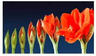 Blossom  - Meaning: mature or develop in a promising or healthy way.