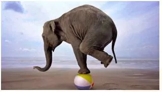 Volatility  - Meaning: the quality or state of being likely to change suddenly.
