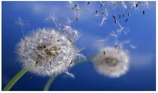 Diffusion  - Meaning: the spreading of something more widely.