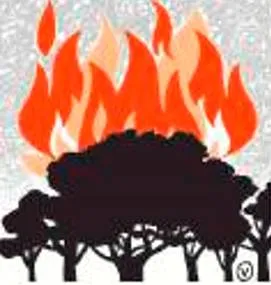 Amazon alight  global commons  sovereignty