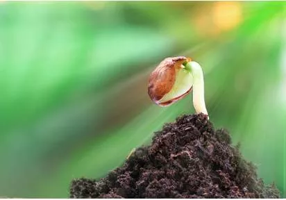 Nascent  - Meaning: only recently formed or started, but likely to grow larger quickly.