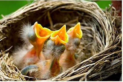 Fledgling  - Meaning: new and without experience.