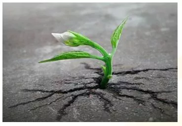 Nascent  - Meaning: (especially of a process or organization) just coming into existence and beginning to display signs of future potential.