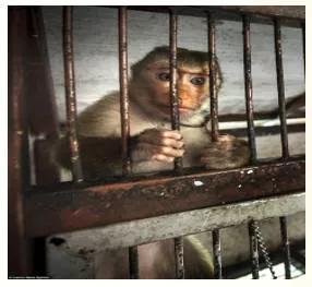 Quarantine  - Meaning: A period of time when an animal or a person that has or may have a disease is kept away from others in order to prevent the disease from spreading.