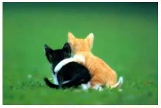 Rely  - Meaning- Depend on with full trust or confidence.