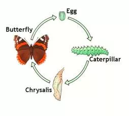 Mutation  - Meaning- A change in the form or structure of something.