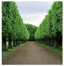 Backdrop  - Meaning- The setting or background for a scene, event, or situation.