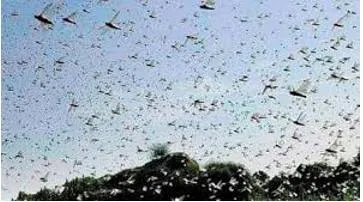 The swarm  on locust attack
