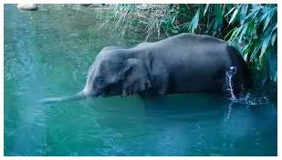 Killing gajah  on the killing of an elephant in kerala