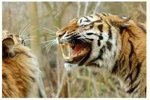Barbarically  - Meaning- In a very cruel and violent way.