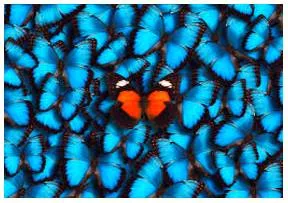 Freak  - Meaning- A very unusual and unexpected event or situation.