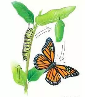 Morph  - Undergo or cause to undergo a gradual process of transformation.