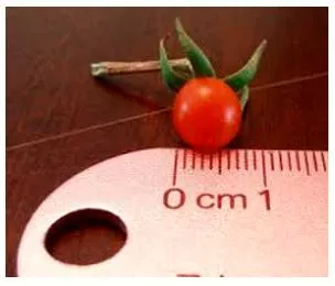 Minuscule  - So small as to be insignificant.
