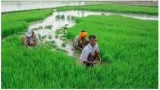 Make it count  agriculture reform needs political support