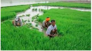Make it count  agriculture reform needs political support