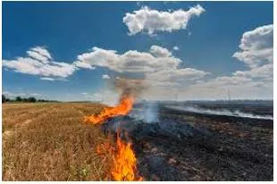 Early warning  paddy stubble burning could aggravate covid infections  are governments ready 