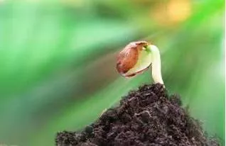 Nascent  - (especially of a process or organization) just coming into existence and beginning to display signs of future potential.