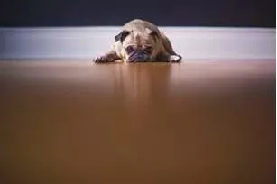 Reluctant  - Unwilling and hesitant.