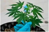 Let’s legalise ganja  before us does it
