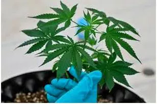 Let’s legalise ganja  before us does it