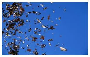 Flurry  - A sudden short period of activity or excitement.