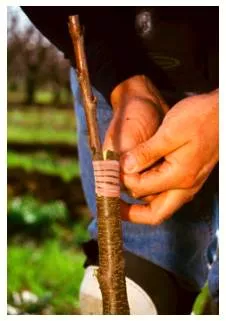 Graft  - Combine or integrate (an idea, system, etc.) with another, typically in a way considered inappropriate.