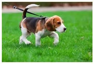 Tether  - Tie (an animal) with a rope or chain so as to restrict its movement.