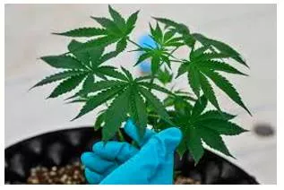 Follow the us trail on legalising ‘ganja’