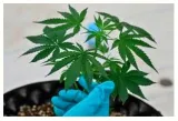 Legalise marijuana  government’s contradictions on cannabis use must be ironed out