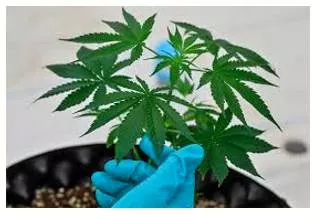 Legalise marijuana  government’s contradictions on cannabis use must be ironed out