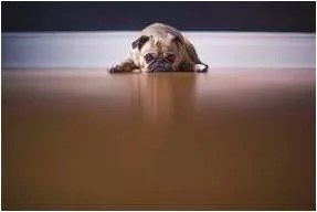 Reluctant  - Unwilling and hesitant.