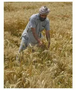 Punjab  haryana need to look beyond msp crops