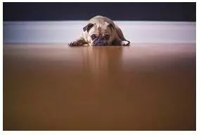 Reluctant  - Unwilling and hesitant.