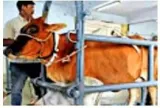 Karnataka government’s law on cow slaughter will hurt farmers