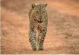 A leopard count with a missing benchmark number