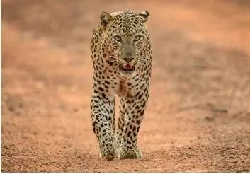 A leopard count with a missing benchmark number