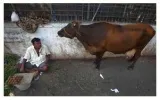 Don’t keep sabotaging india’s cattle economy