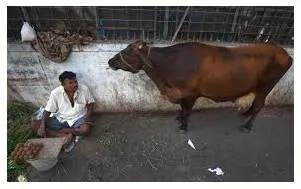 Don’t keep sabotaging india’s cattle economy